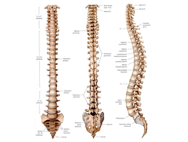 Visione della colonna vertebrale