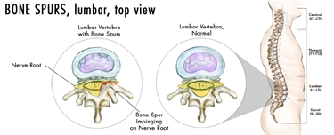 colonna vertebrale