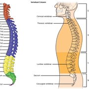 La struttura della colonna vertebrale