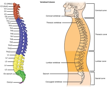 La struttura della colonna vertebrale