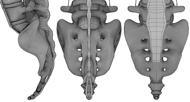 Le vertebre sacrali e coccigee