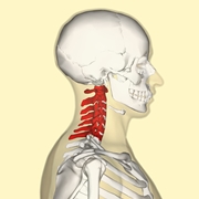 Colonna vertebrale cervicale