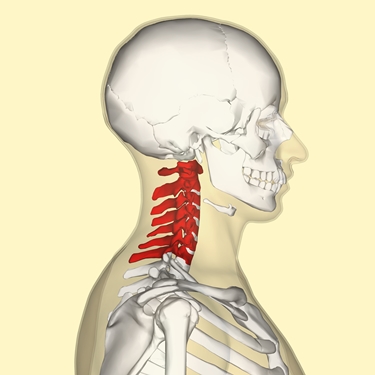 Colonna vertebrale cervicale