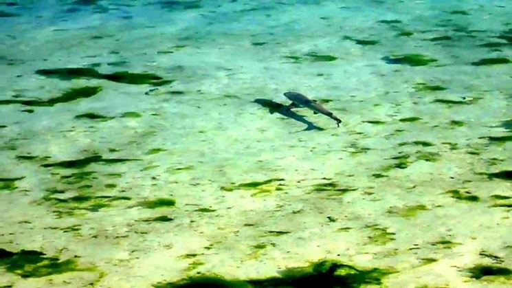 Oceano in cui si sviluppano le alghe