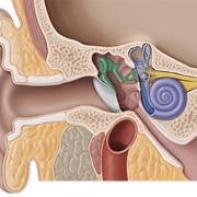 Anatomia dell'orecchio