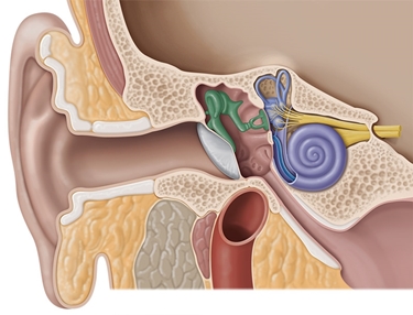 Anatomia dell'orecchio