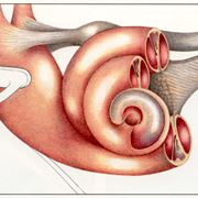 Schema dell'orecchio interno
