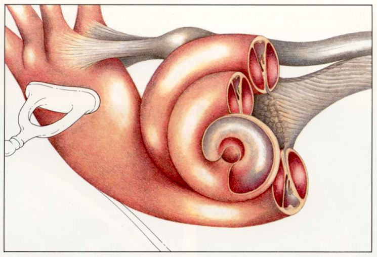 Schema dell'orecchio interno