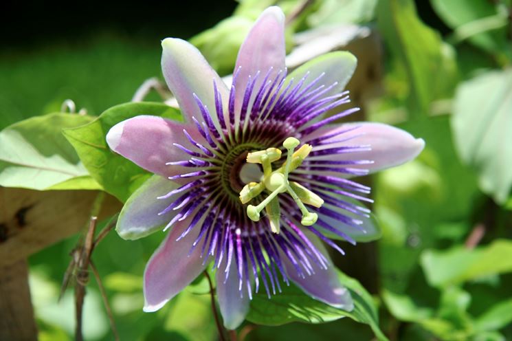 Fiore della Passiflora