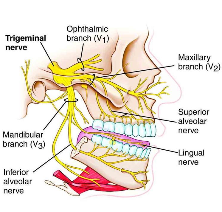 Nervo trigemino