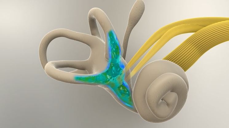 Struttura del labirinto interno orecchio