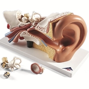 Modello anatomico dell'orecchio