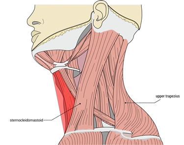 Alcuni muscoli del collo