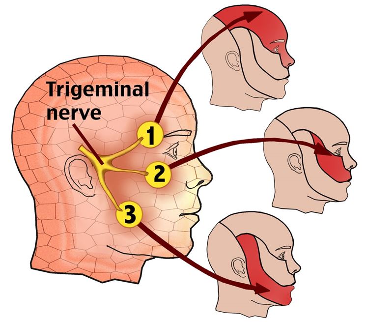 Anatomia del nervo trigemino