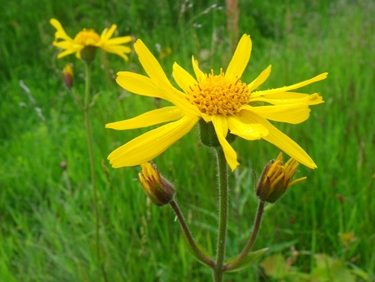 arnica fiore