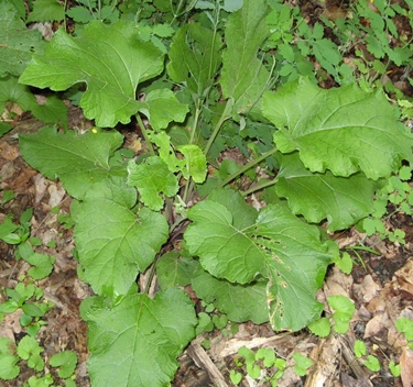 foglie della bardana 