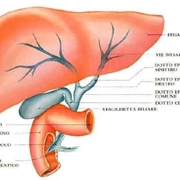 Il fegato e le sue funzioni