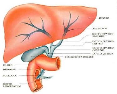 Il fegato e le sue funzioni