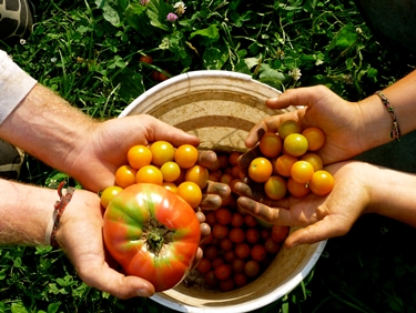 L'alimentazione biologica prevede l'uso di cibo coltivato in modalità bio