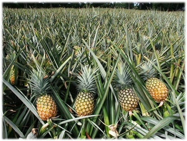 Una piantagione di ananas