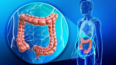 Posizione e struttura del colon