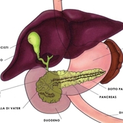 Posizione della colecisti nel corpo umano