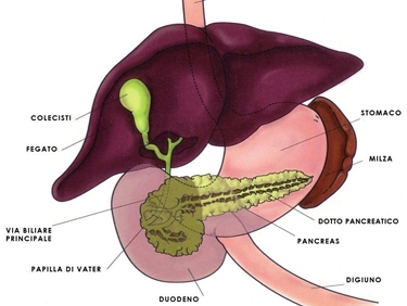 Posizione della colecisti nel corpo umano