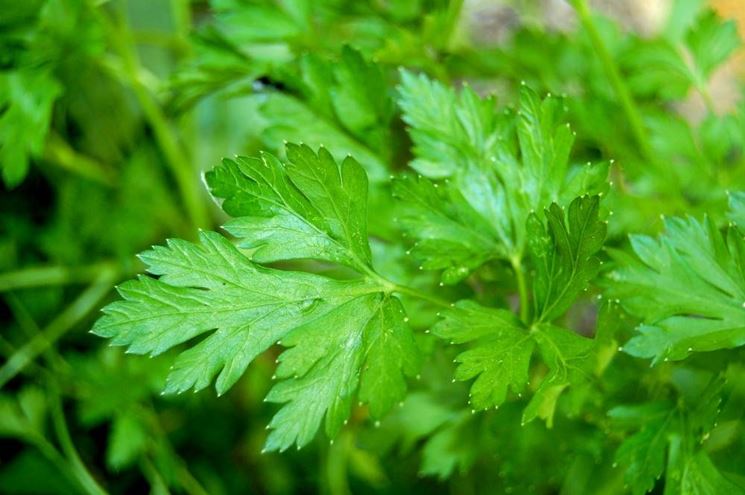 dieta per calcoli renali