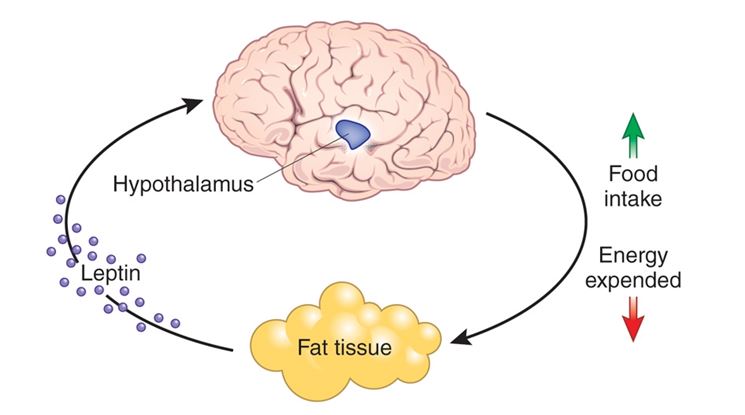 La leptina regola l'appetito