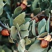 olio di jojoba 