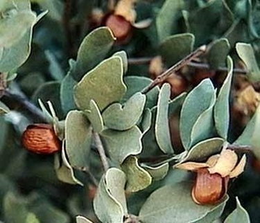 olio di jojoba 