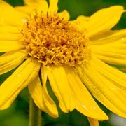 Fiore arnica montana