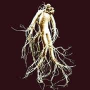 radice di ginseng