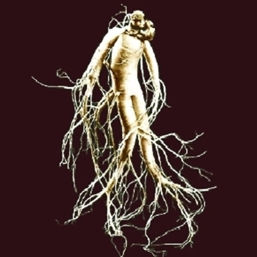 radice di ginseng