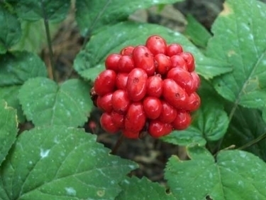 frutto del ginseng