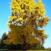 ginkgo biloba