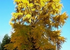 Ginko biloba