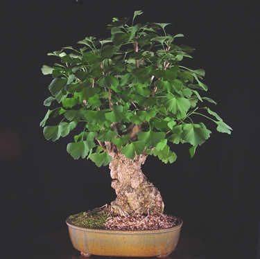 bonsai di ginkgo biloba