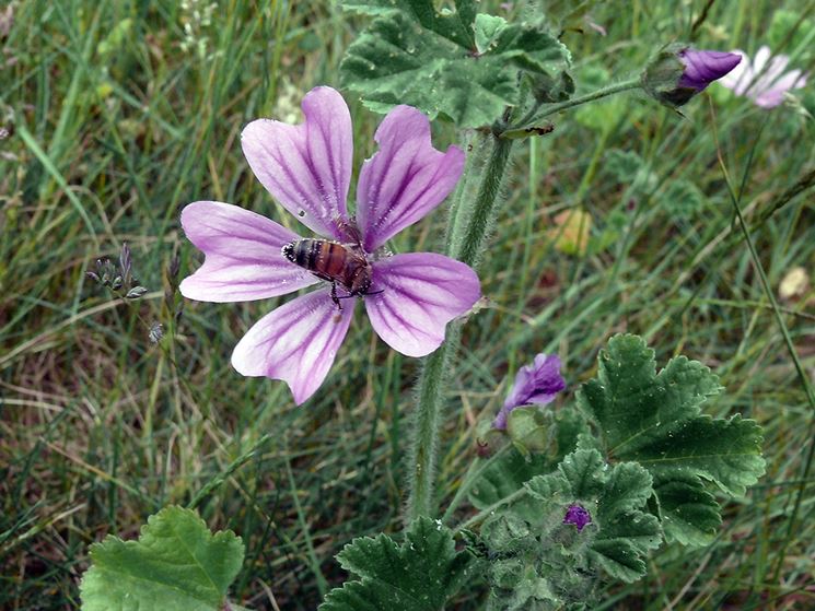 malva pianta