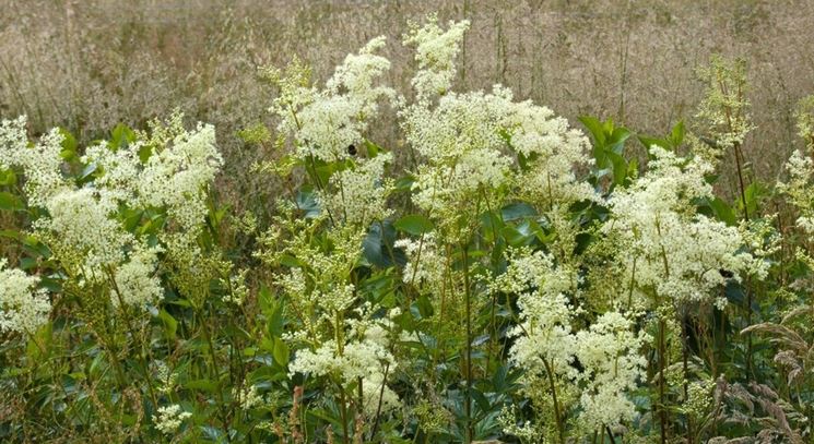 filipendula ulmaria