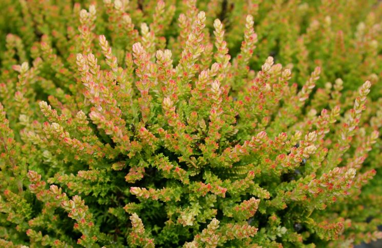 calluna vulgaris