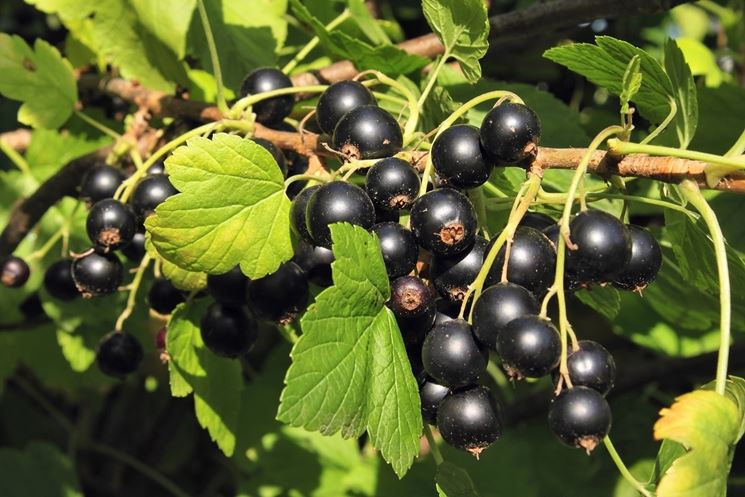 ribes nero