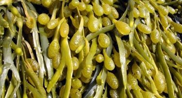 alga fucus