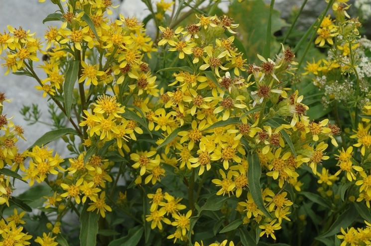 Solidago virgaura 