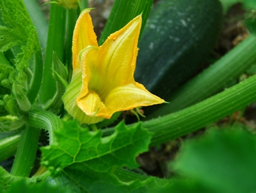 fiore di zucchine