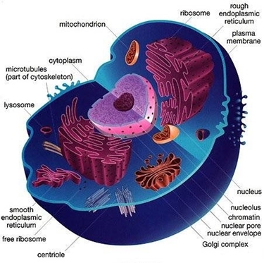 struttura cellula eucariote