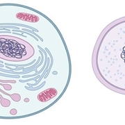 cellula 