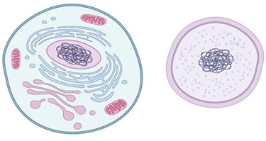 cellula 