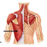 Il muscolo gran dorsale