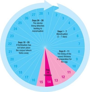 schema ciclo regolare